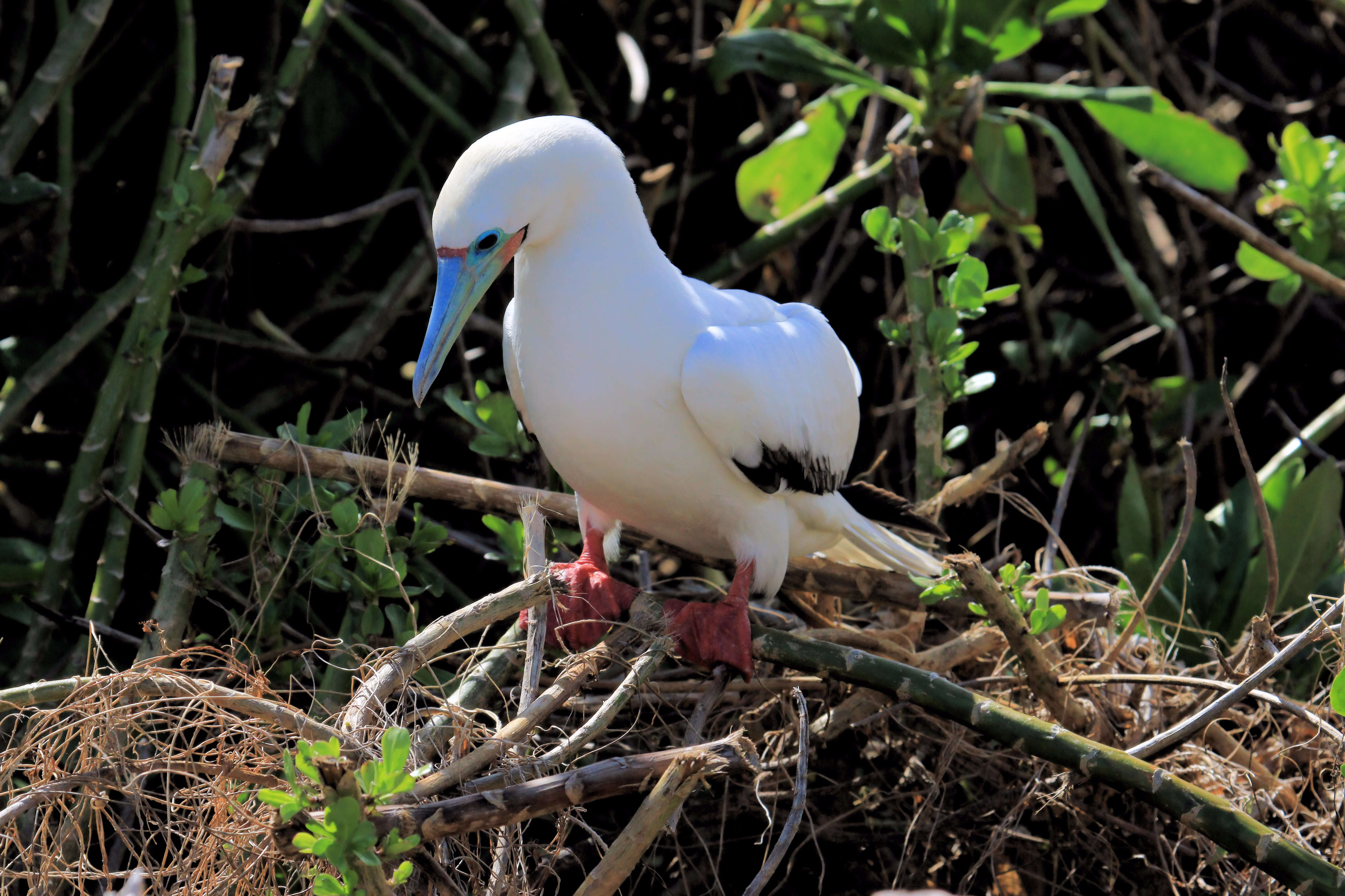Image of Red-footed Booby