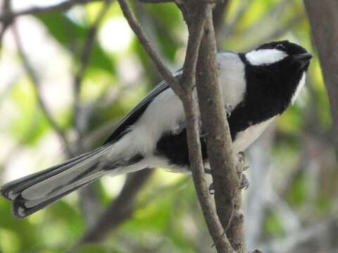 Image of Japanese Tit