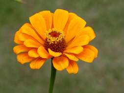 Imagem de Zinnia elegans Jacq.