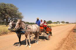 Image of Ass -- Feral donkey