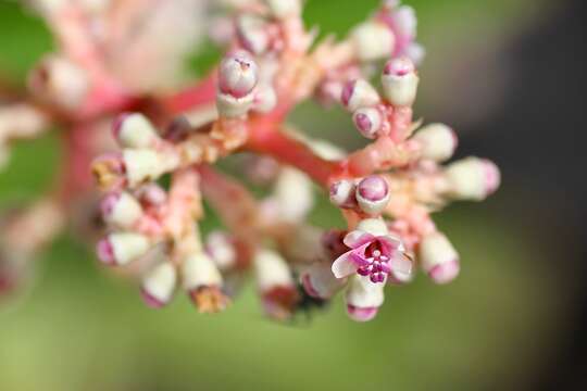 Image of Miconia ciliata (L. Rich.) DC.