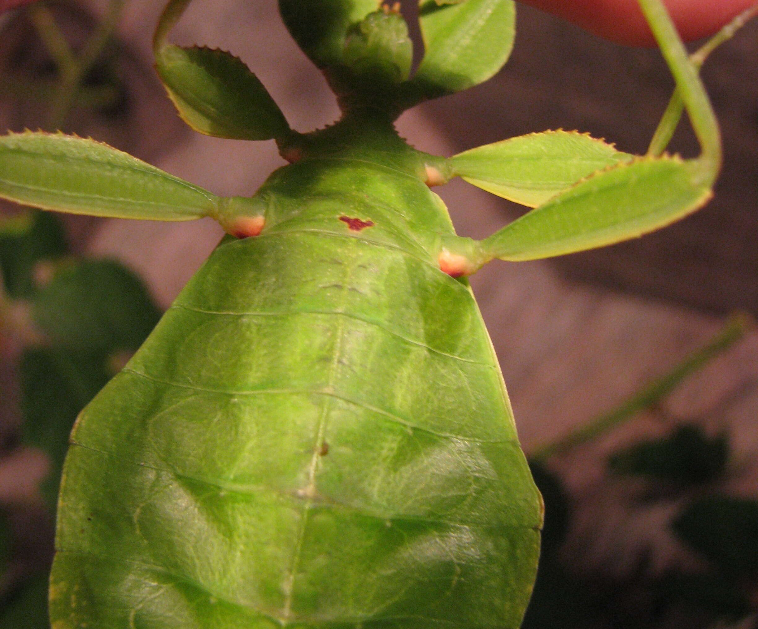 Image of Phyllium (Phyllium) philippinicum Hennemann, Conle, Gottardo & Bresseel 2009