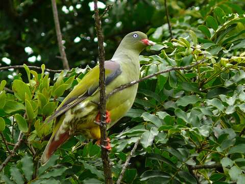 Image of African Green Pigeon