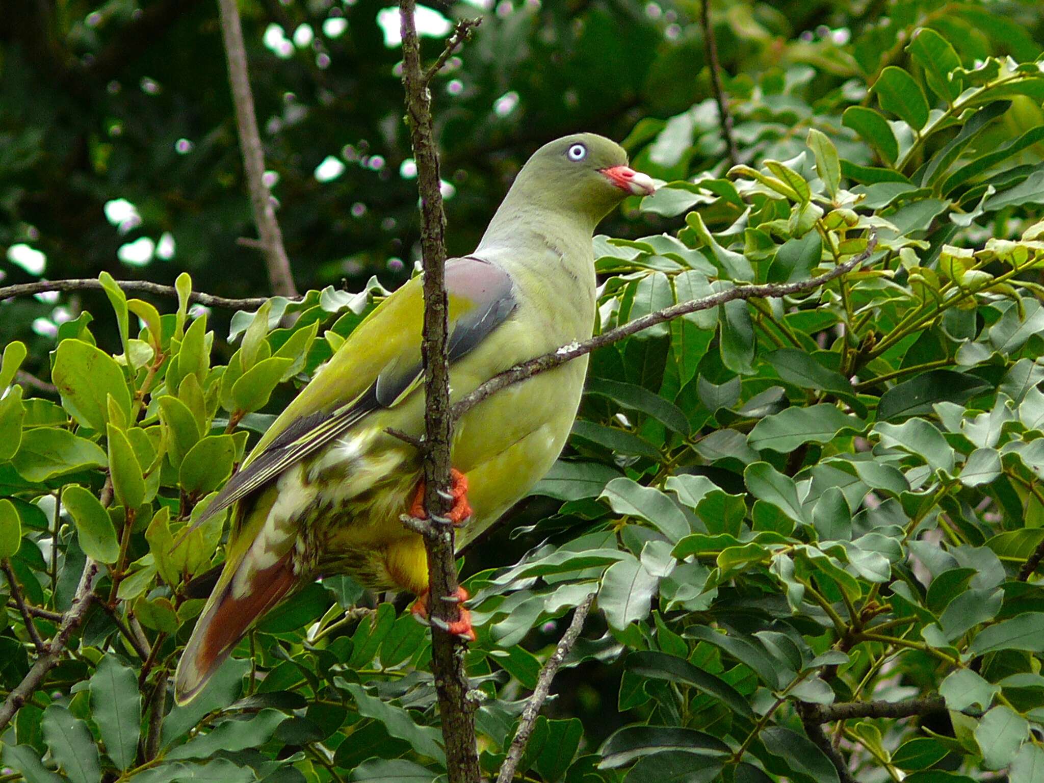 Image of African Green Pigeon