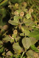 Image of Water Mint