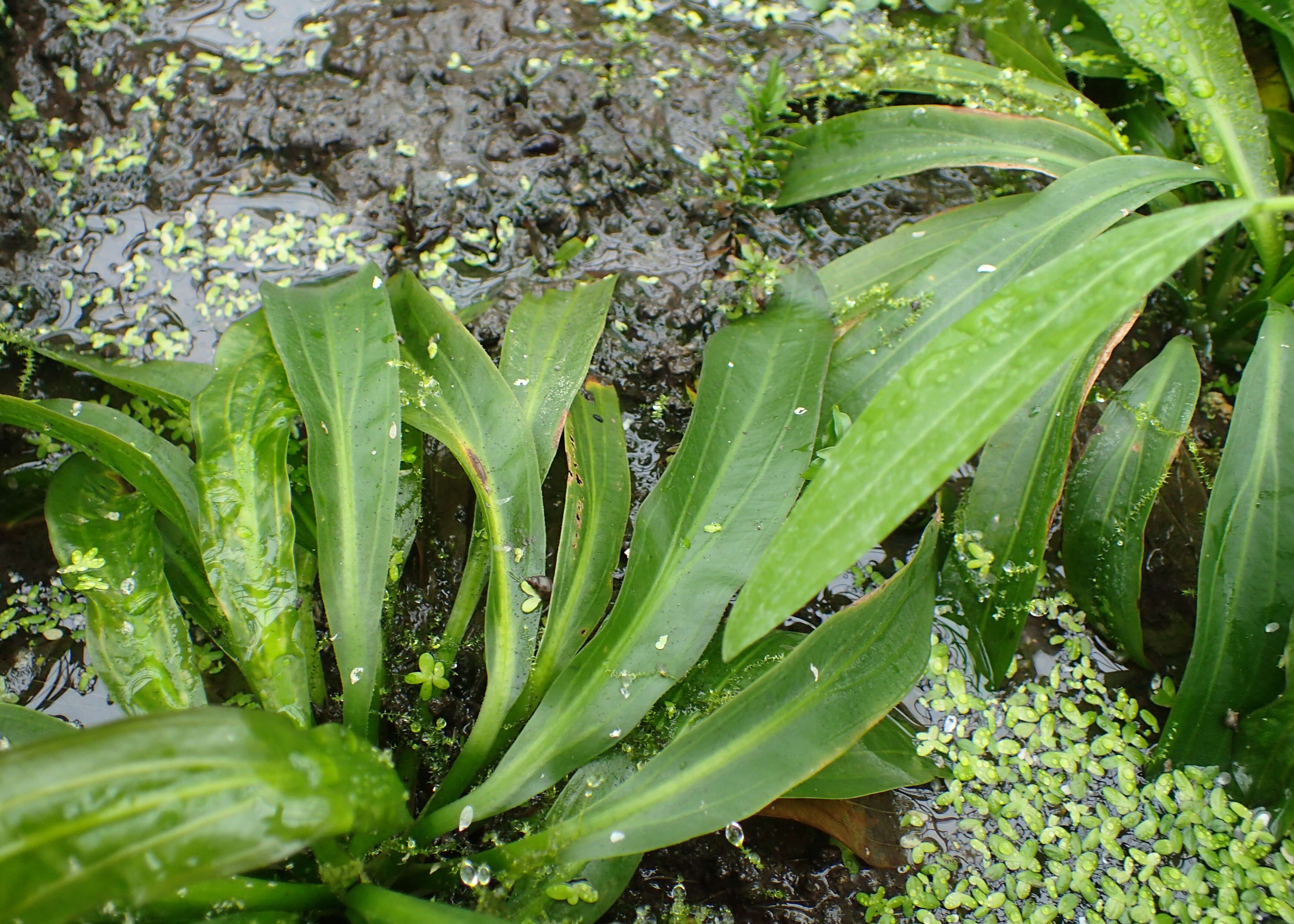 Image of Echinodorus uruguayensis Arechav.