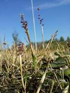 Image of stalked bur grass