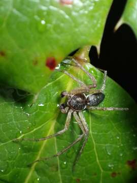 Image of Philodromus dispar Walckenaer 1826