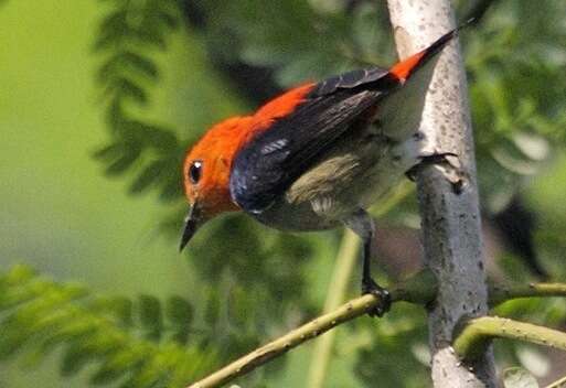 Image of Scarlet-headed Flowerpecker