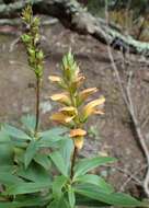 Imagem de Digitalis canariensis L.