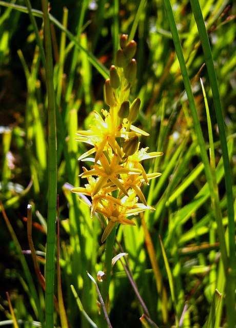 Image of Bog asphodel