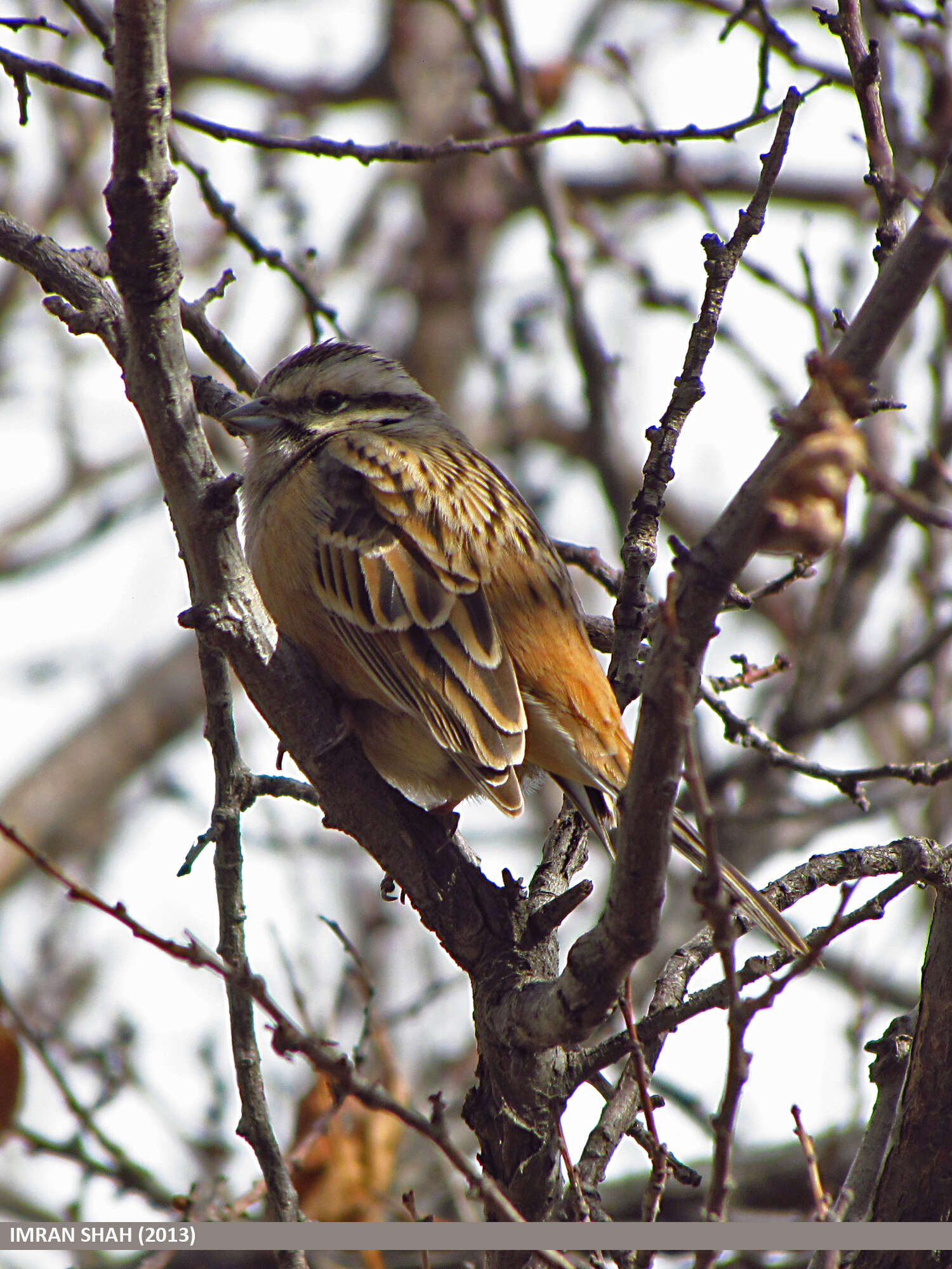 Image of European Rock Bunting