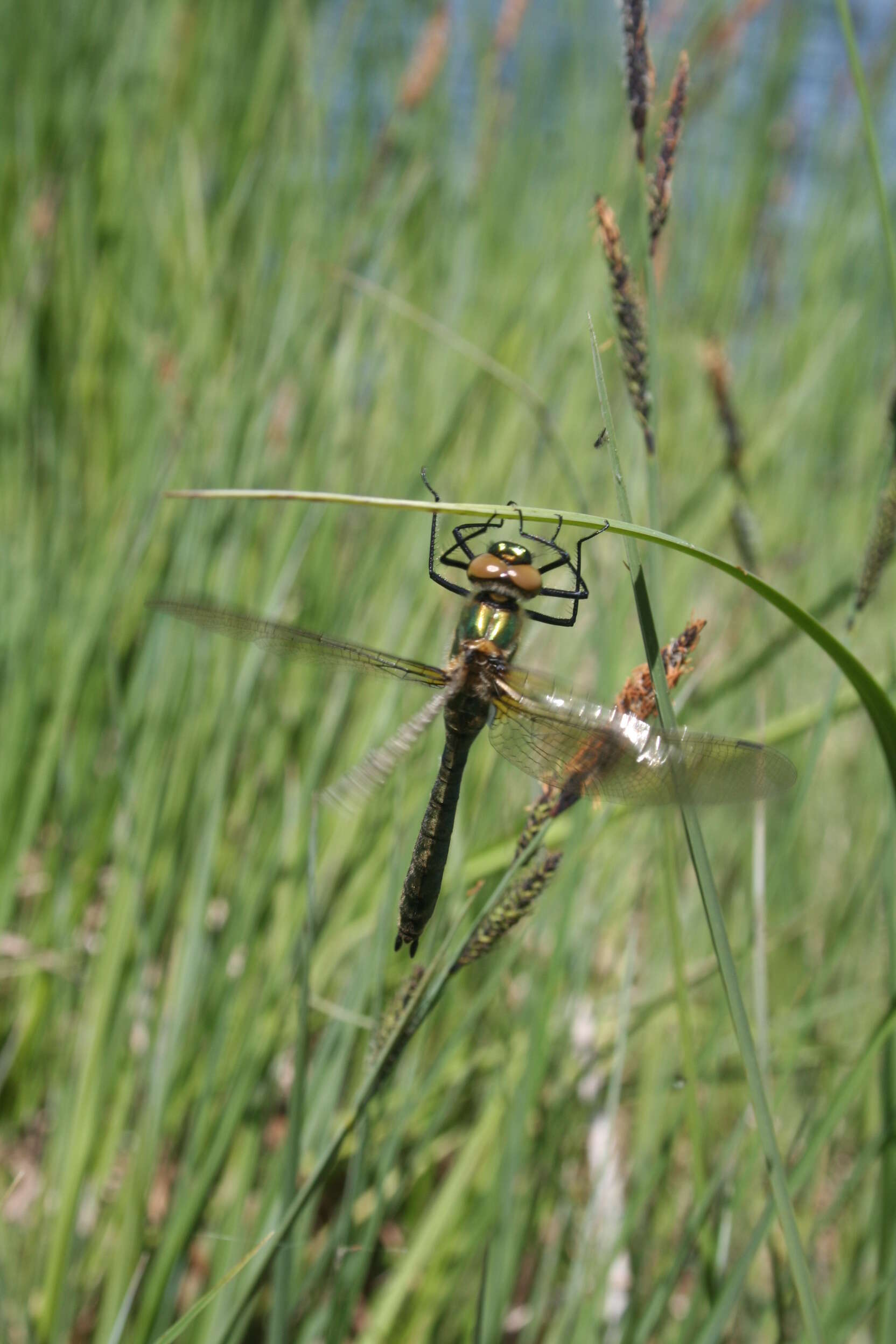 Image of Downy Emerald