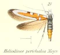 Image of Heliodines