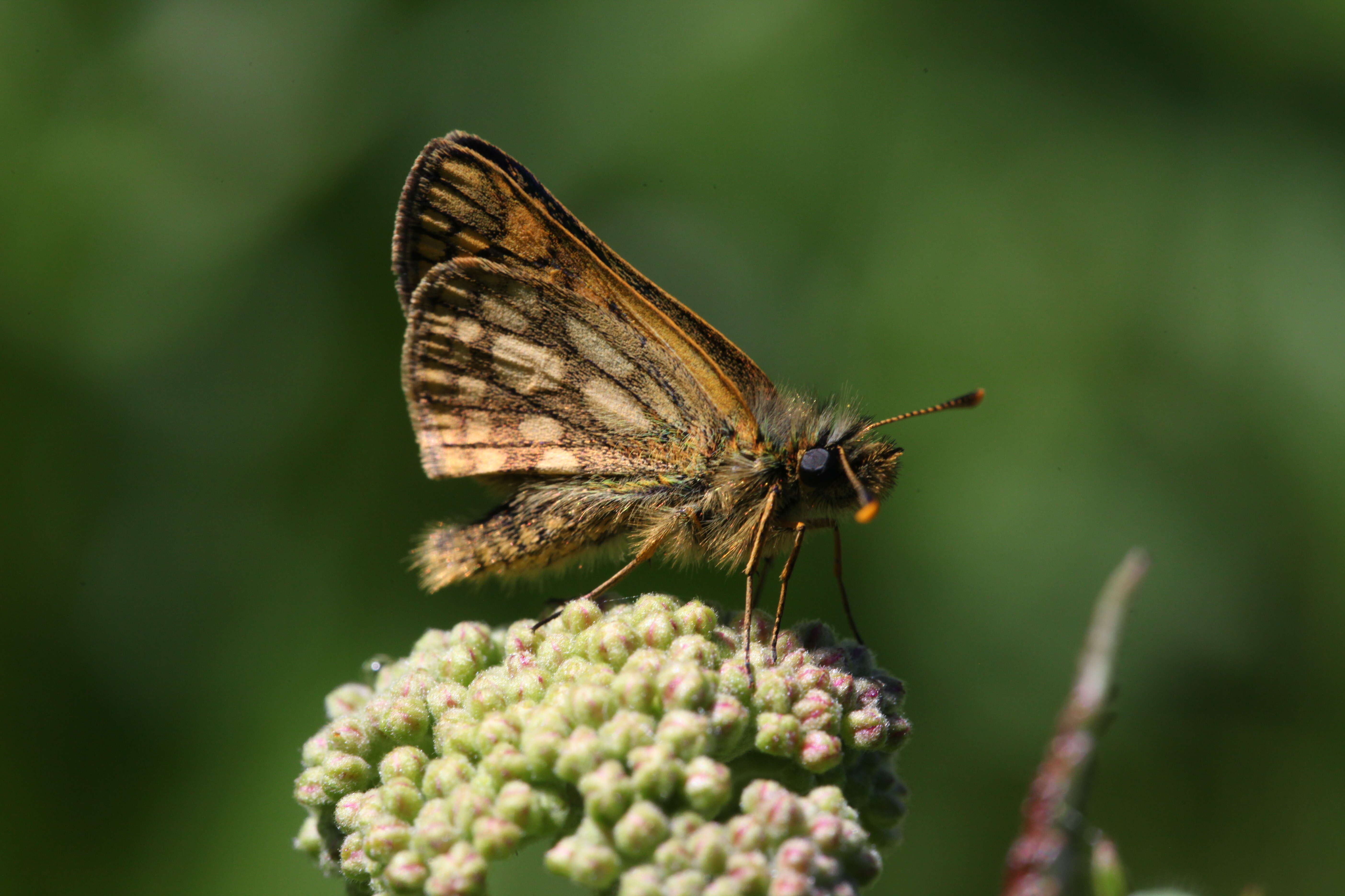 Image of Carterocephalus