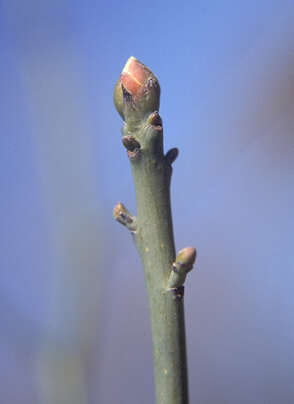 Image of Mitten tree