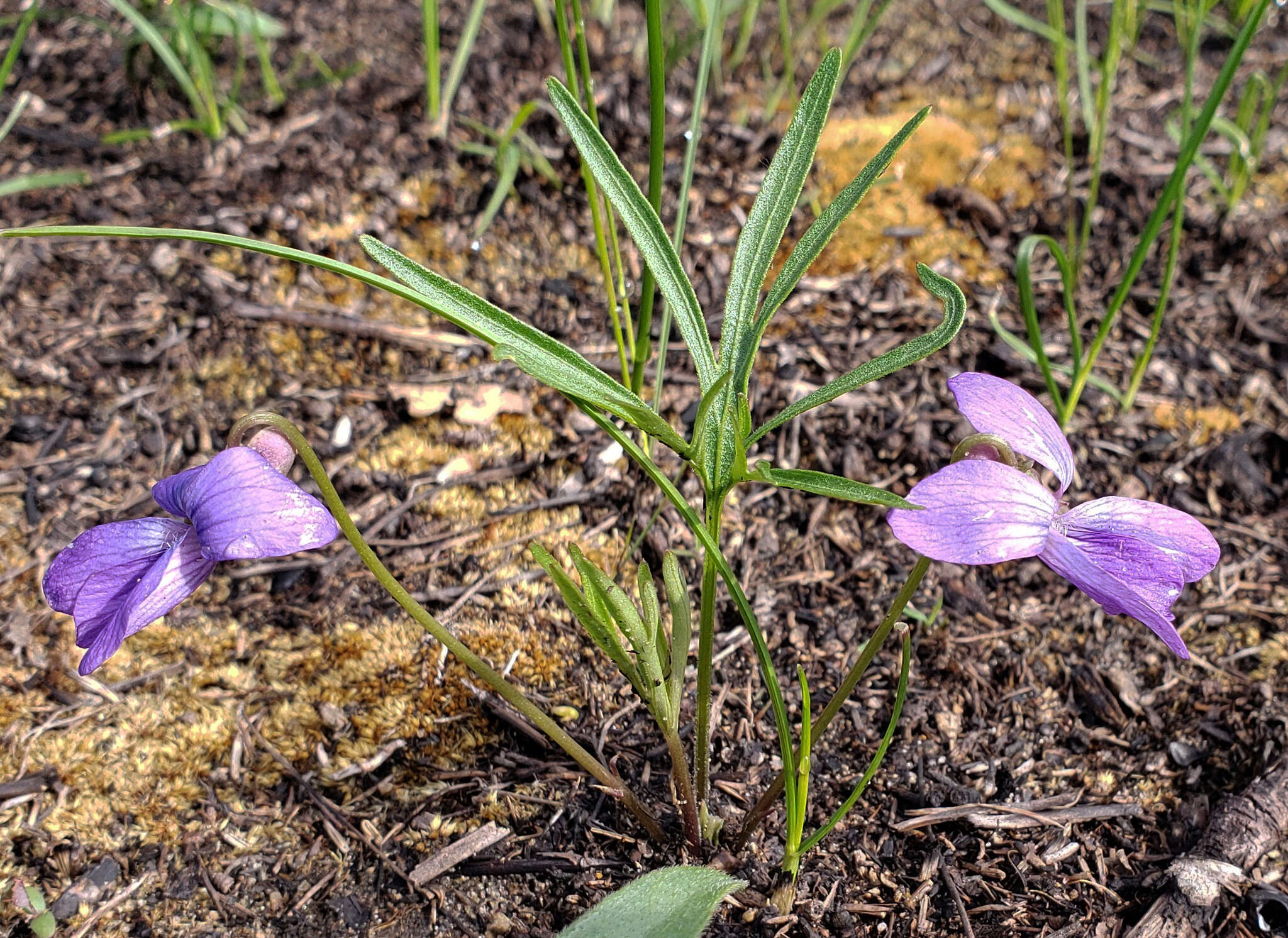 Image of prairie violet