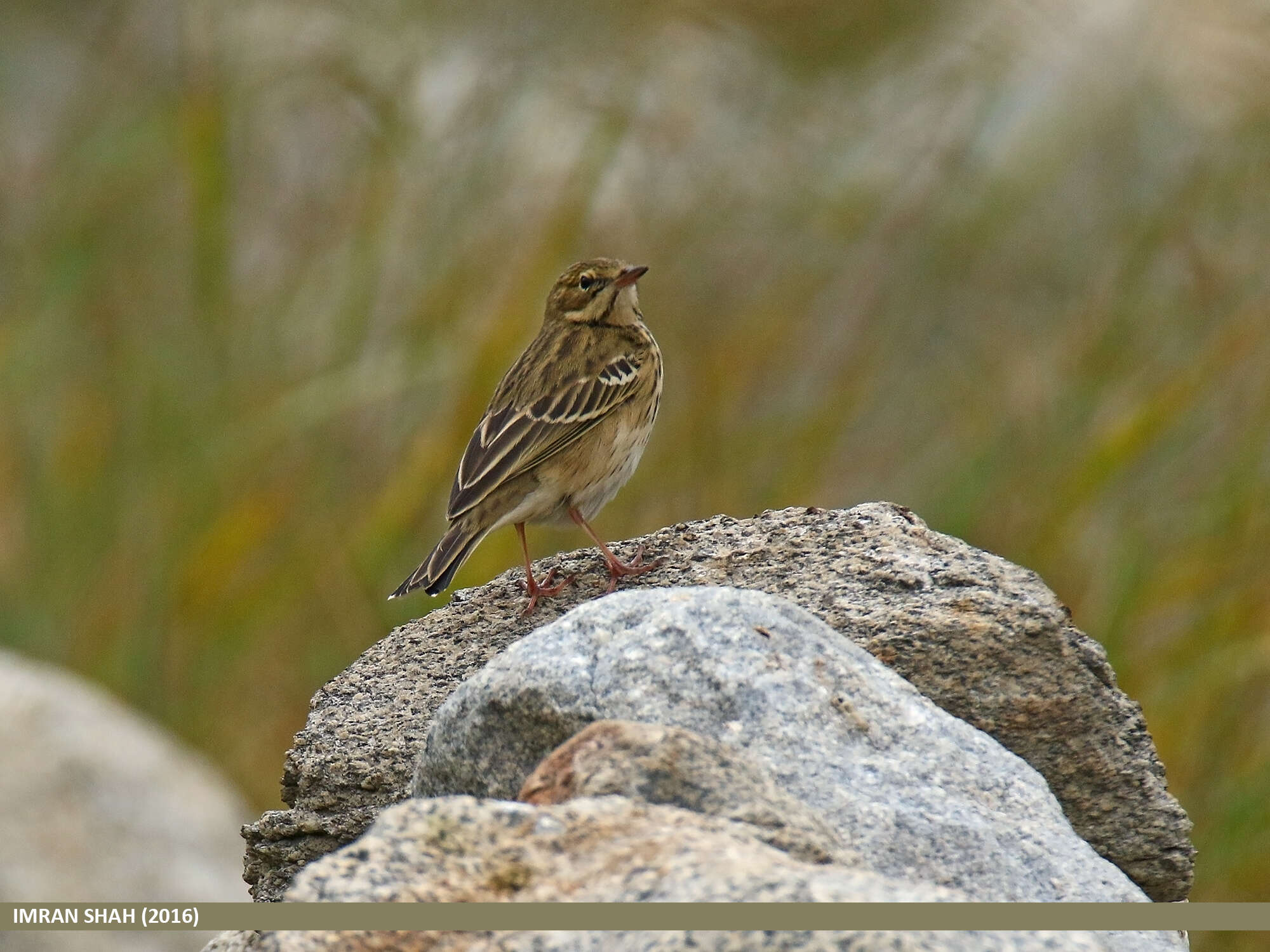 Image of Tree Pipit