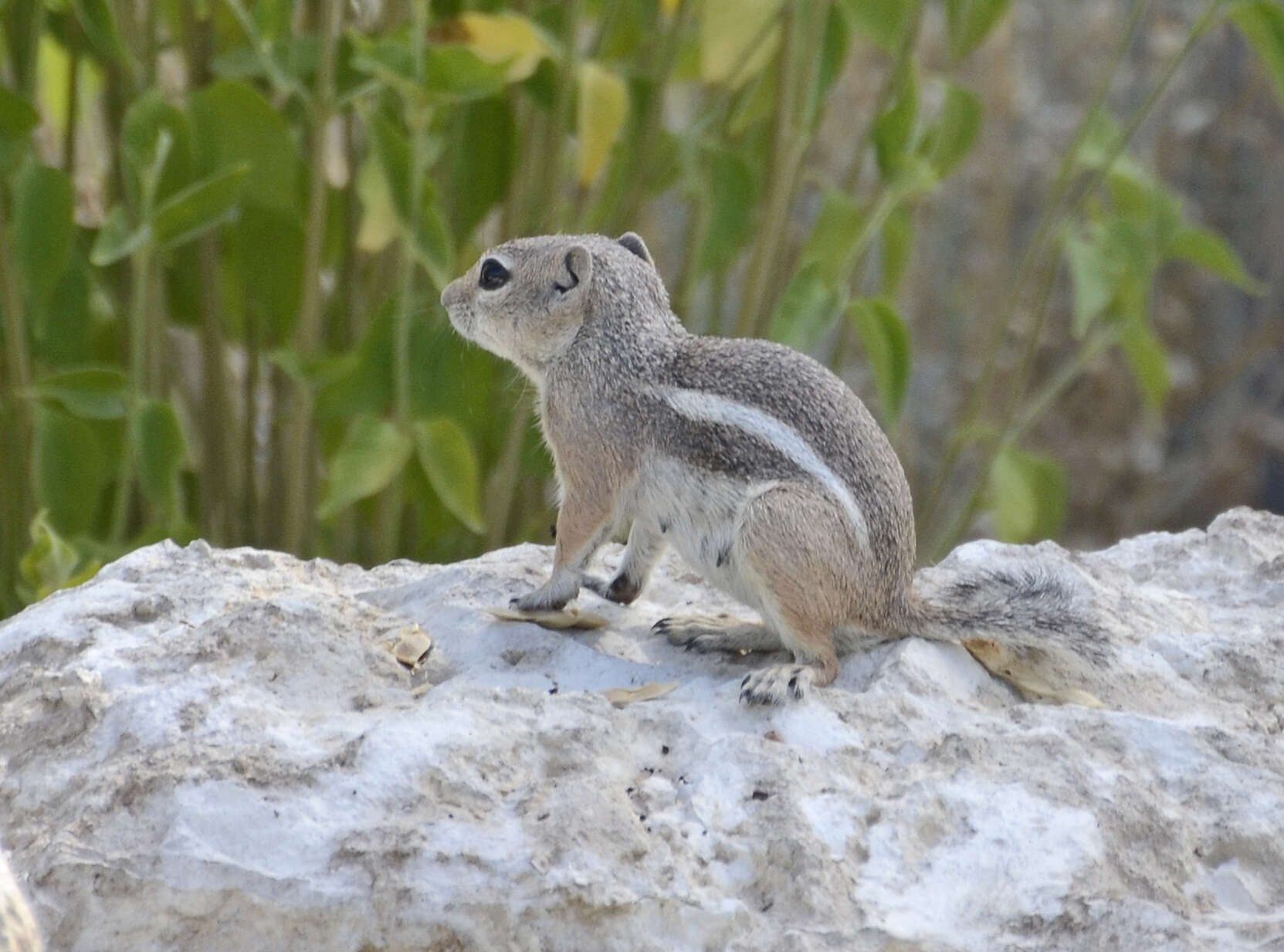 Image of white-tailed antelope squirrel