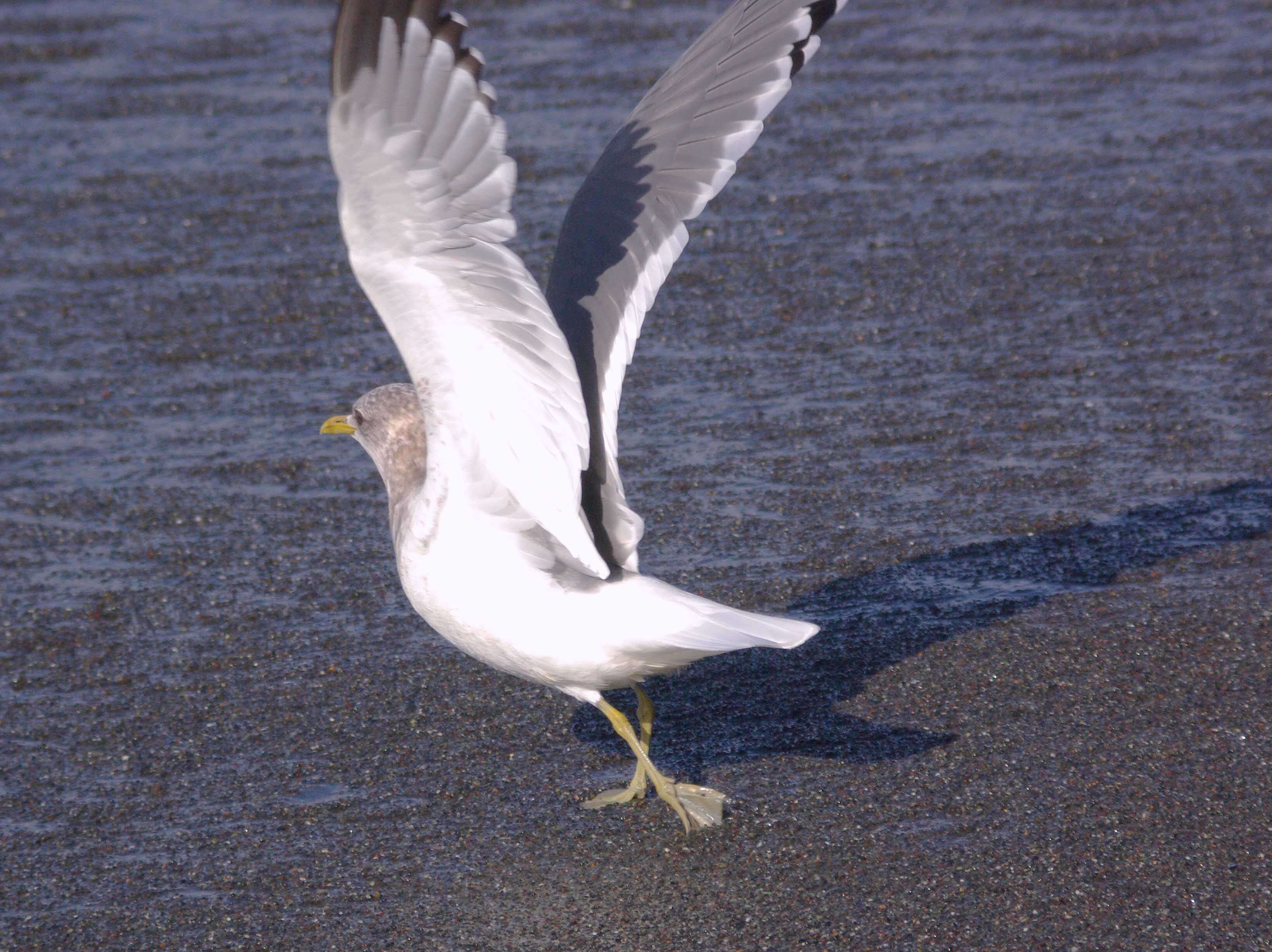 Sivun <i>Larus brachyrhynchus</i> kuva