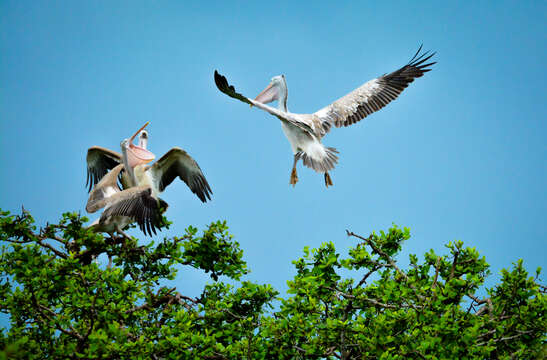 Image of Grey Pelican