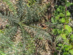 Image of Cynara humilis L.