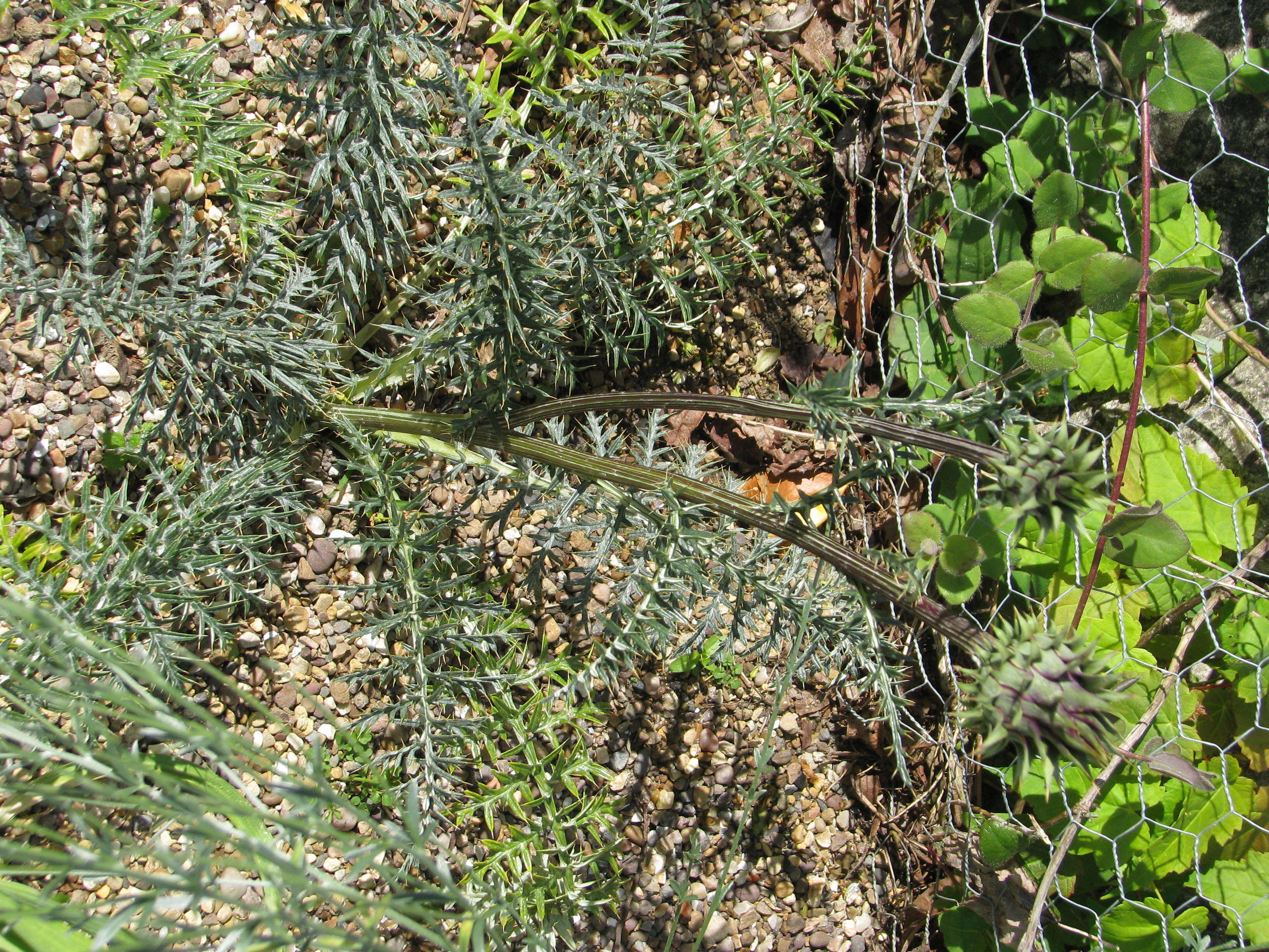 Image of Cynara humilis L.