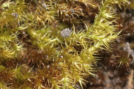 Image of goldenleaf campylium moss