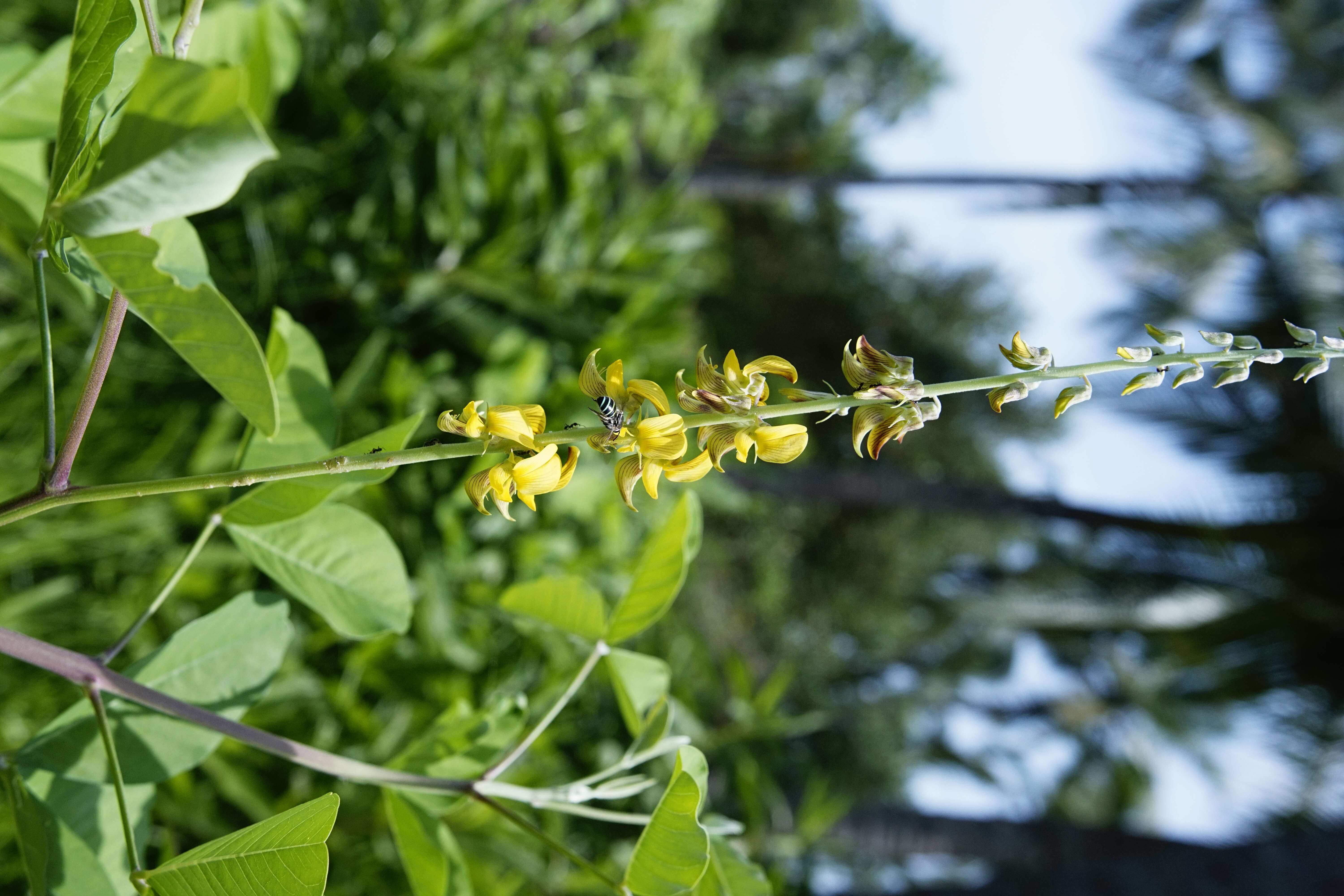 Image of smooth rattlebox