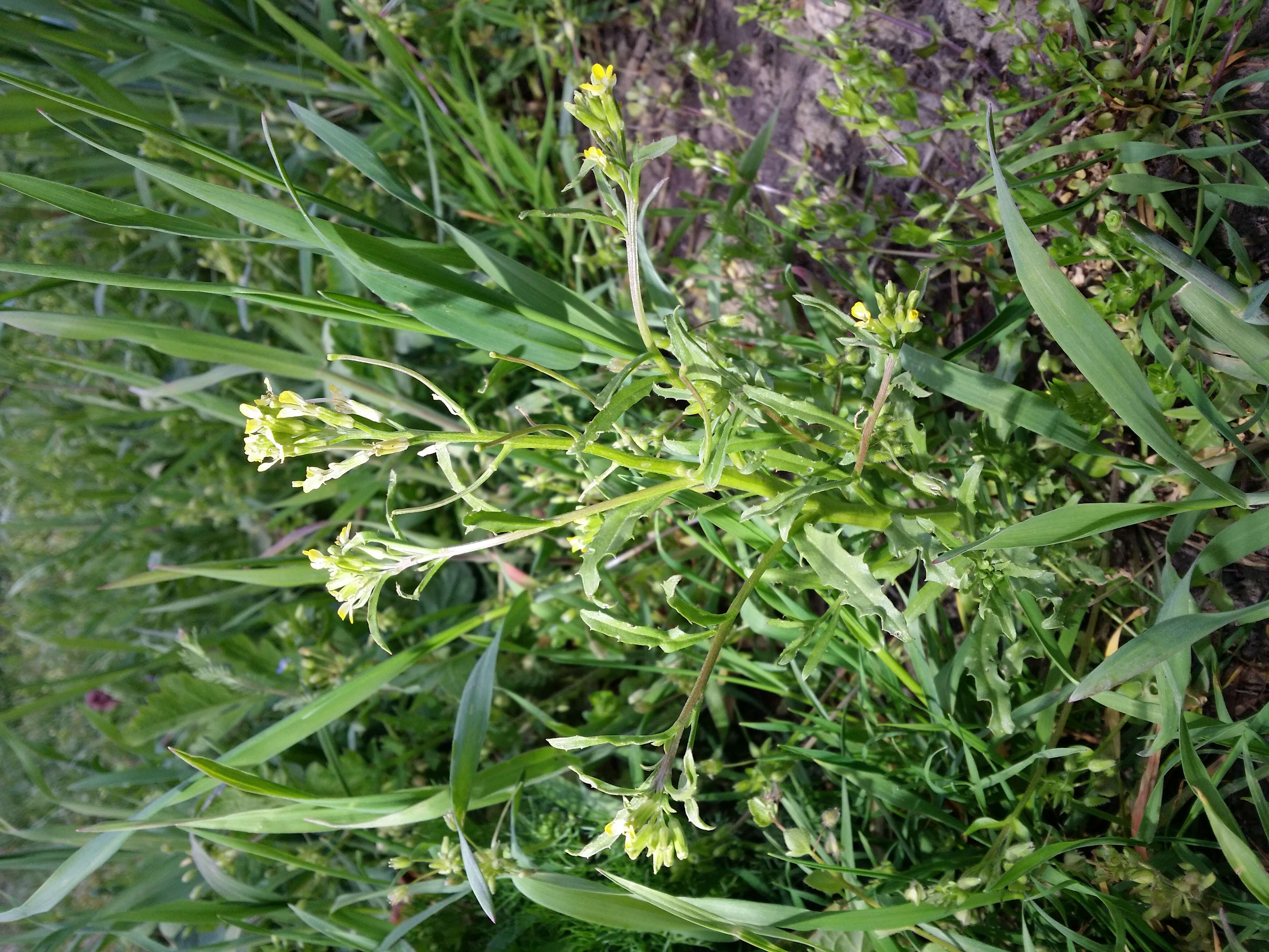 Image of bushy wallflower