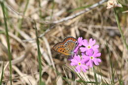 Plancia ëd Primula farinosa L.