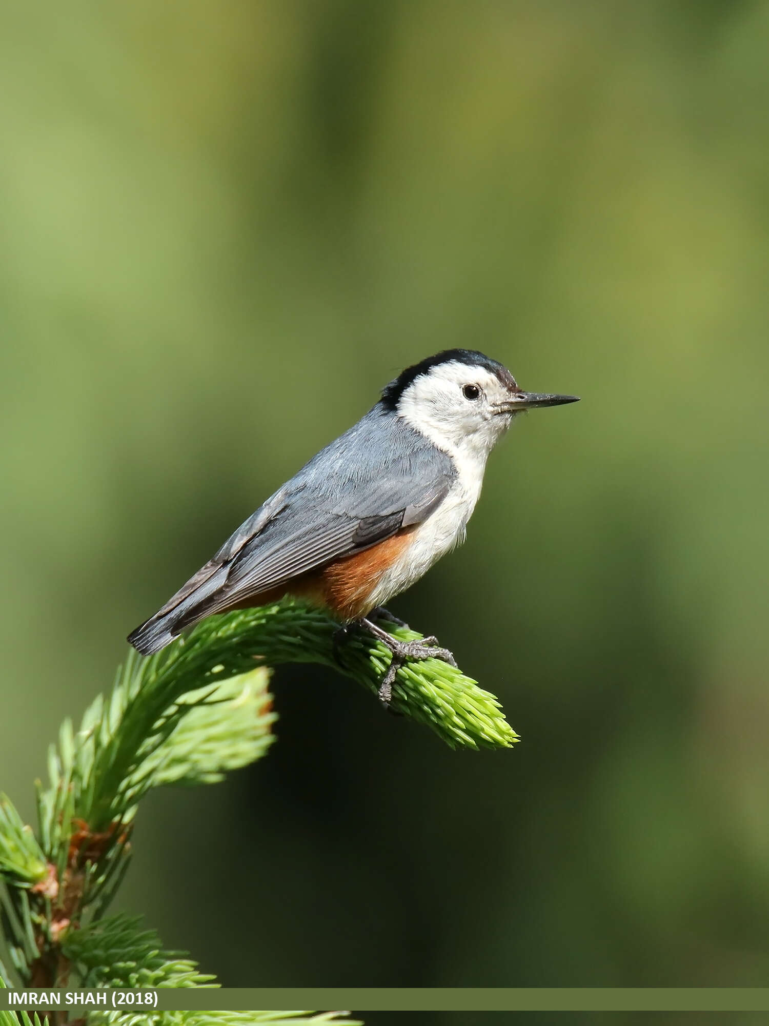 Слика од Sitta leucopsis Gould 1850