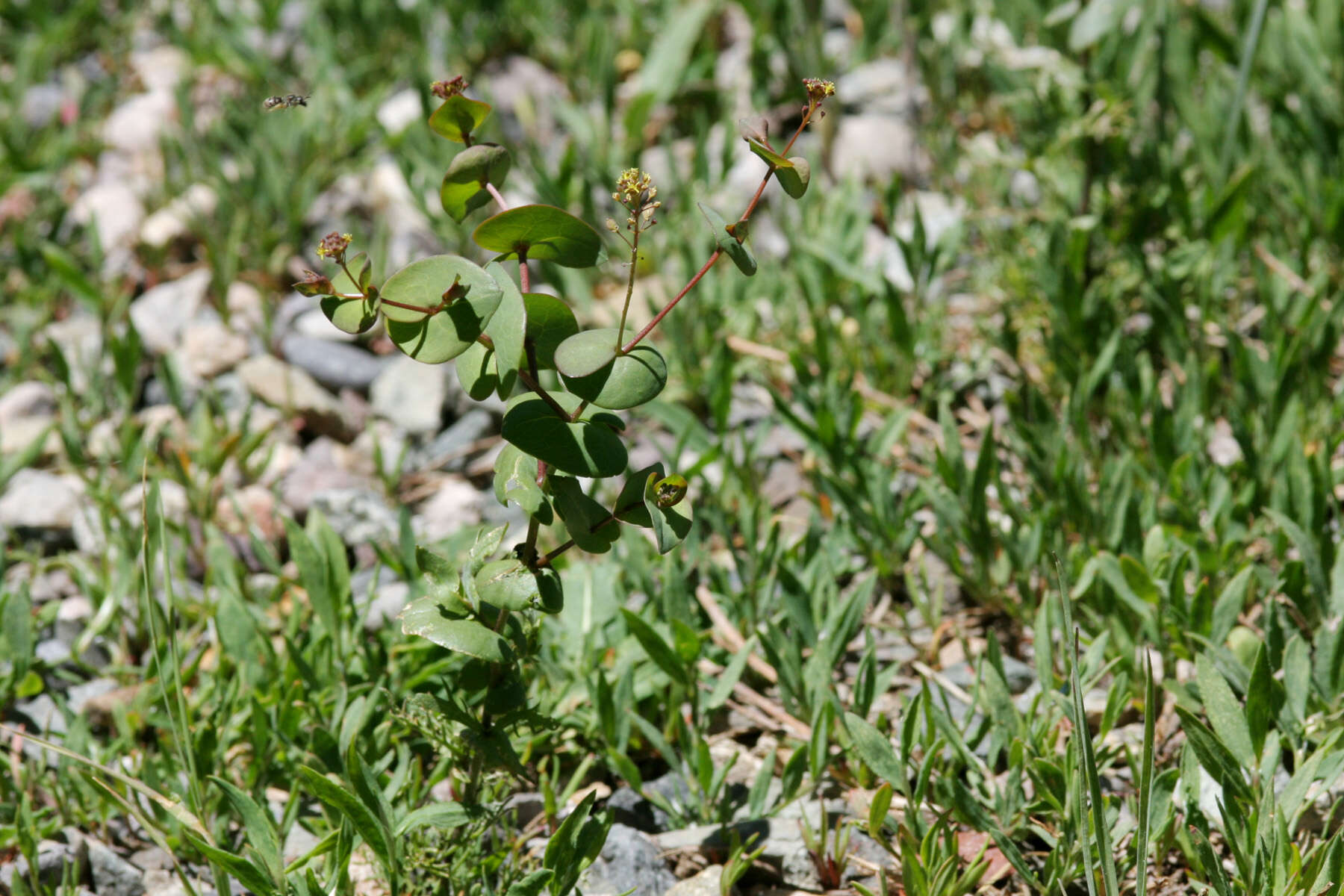 Image of clasping pepperweed