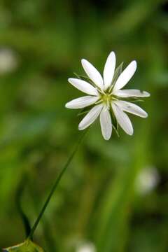 Image of common starwort