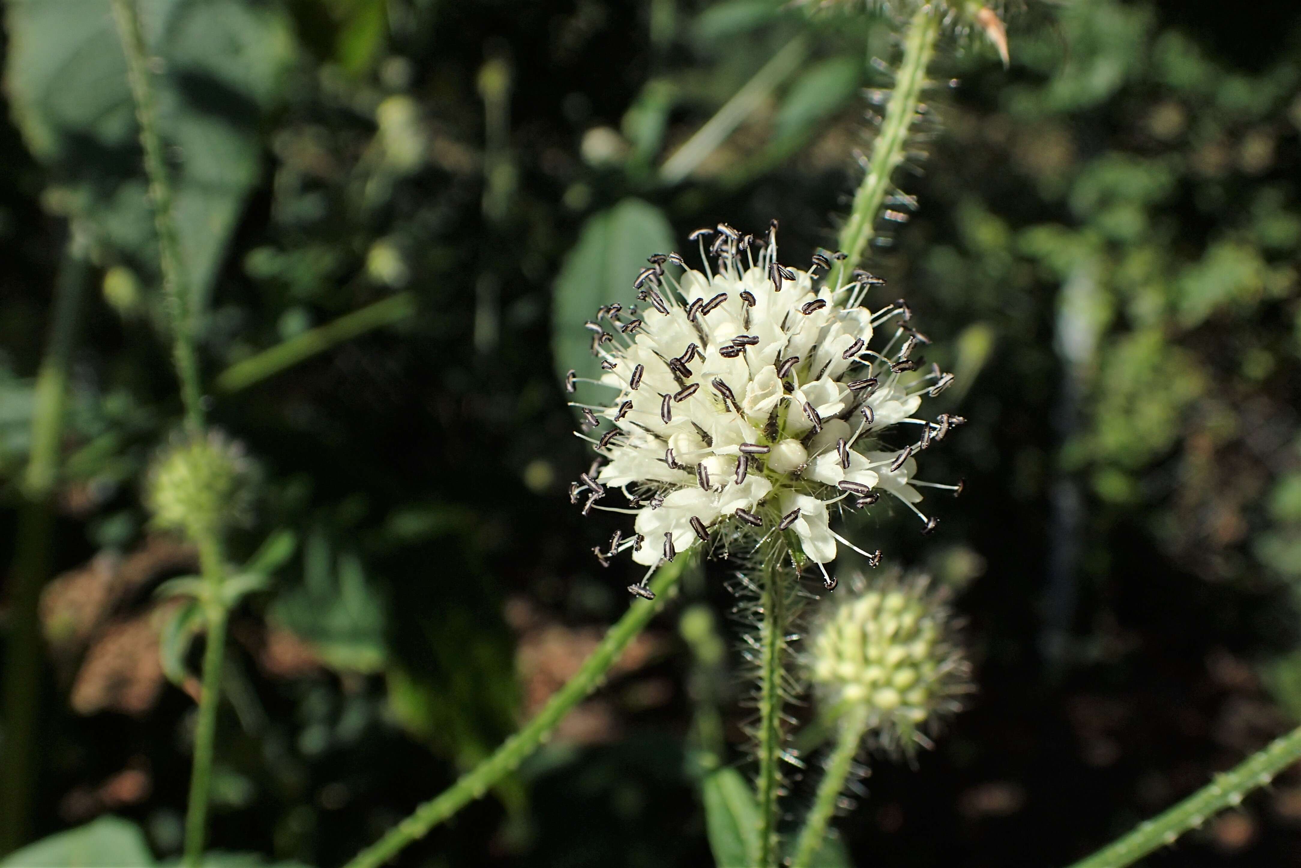 Image of small teasel