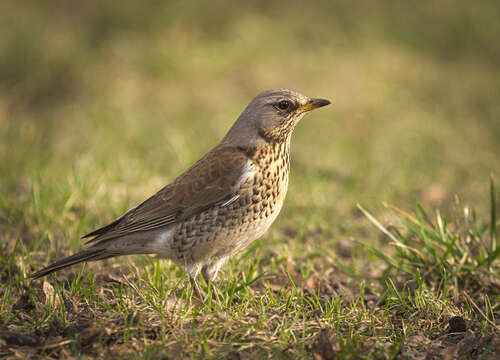 Image of Fieldfare