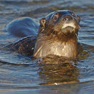 Image of Spotted-necked otter