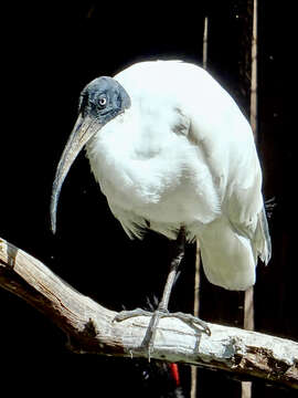 Image of Madagascar Sacred Ibis