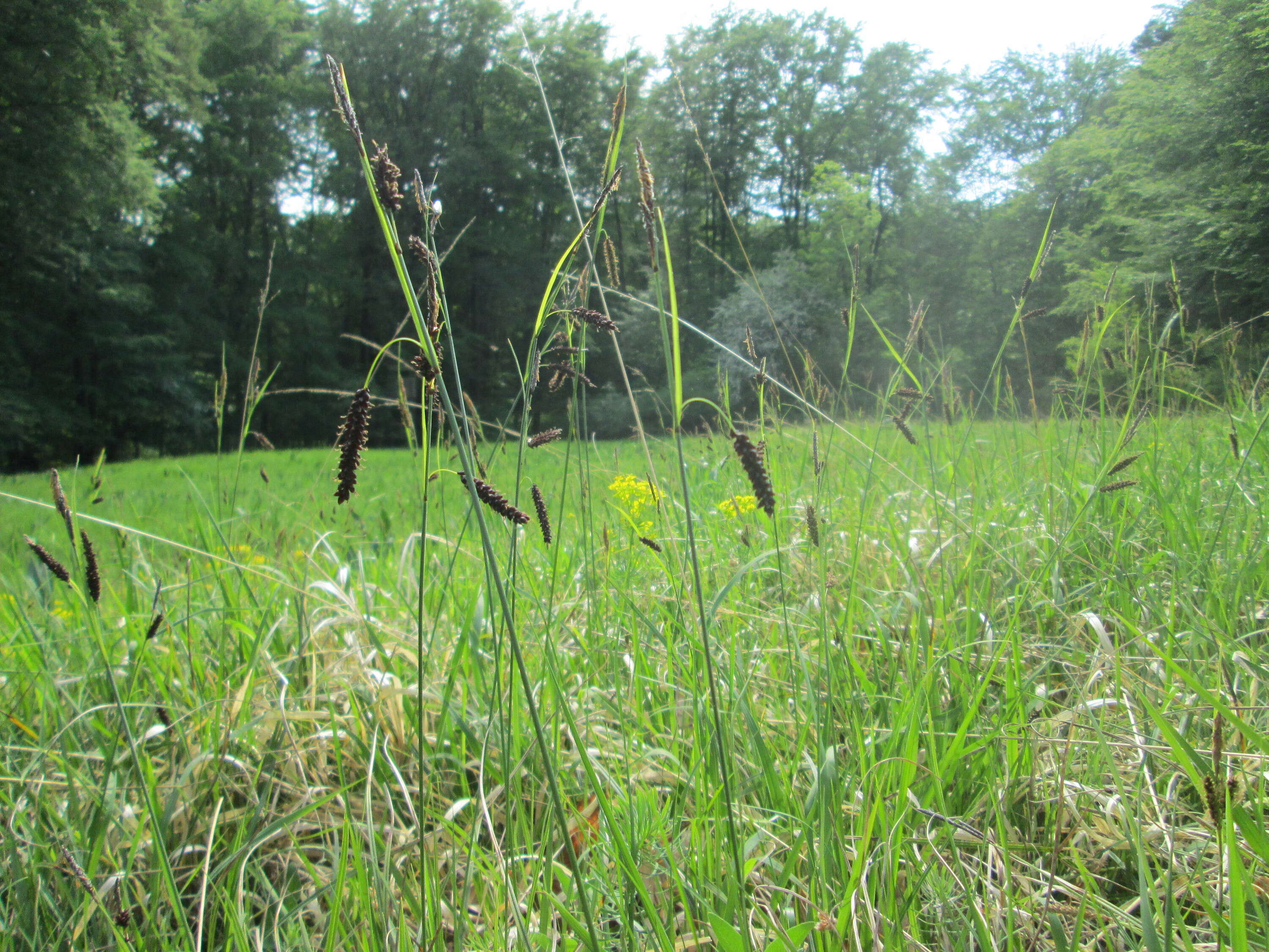 Image of glaucous sedge