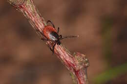 Image of Common sheep tick