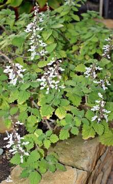 صورة Plectranthus madagascariensis (Pers.) Benth.