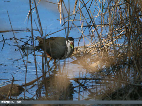 Image of White-breasted Waterhen