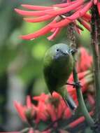 Image of Orange-bellied Leafbird