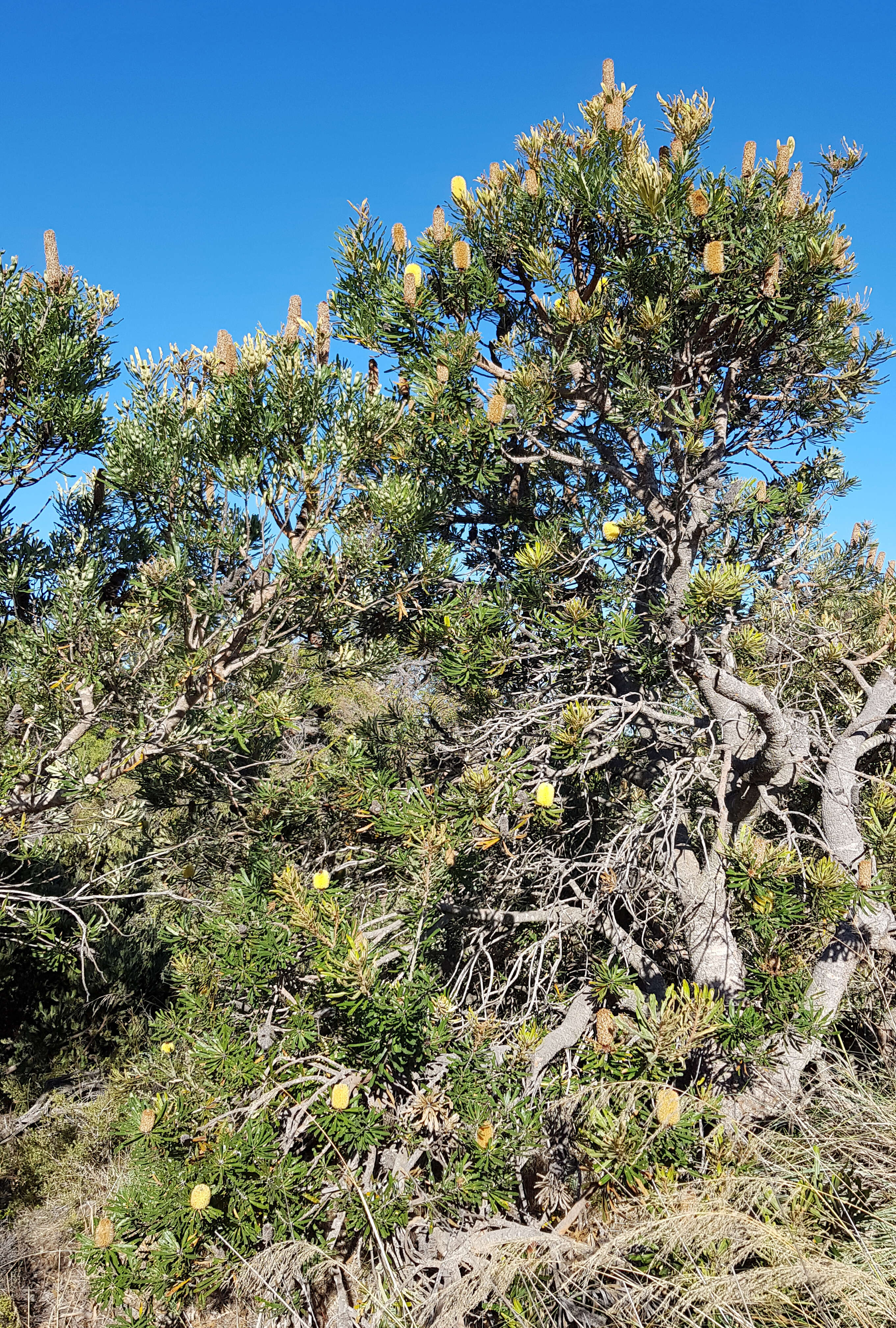 Plancia ëd Banksia attenuata R. Br.