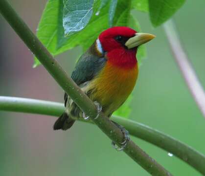 Image of Red-headed Barbet