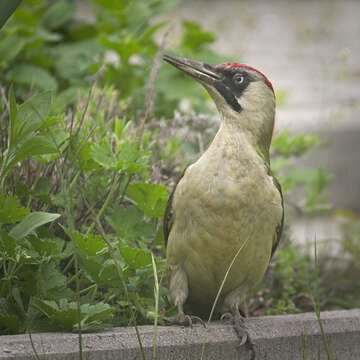 Image of Eurasian Green Woodpecker