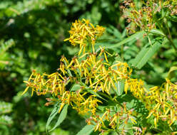 Image of wood ragwort