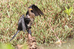 Image of Long-tailed Cormorant