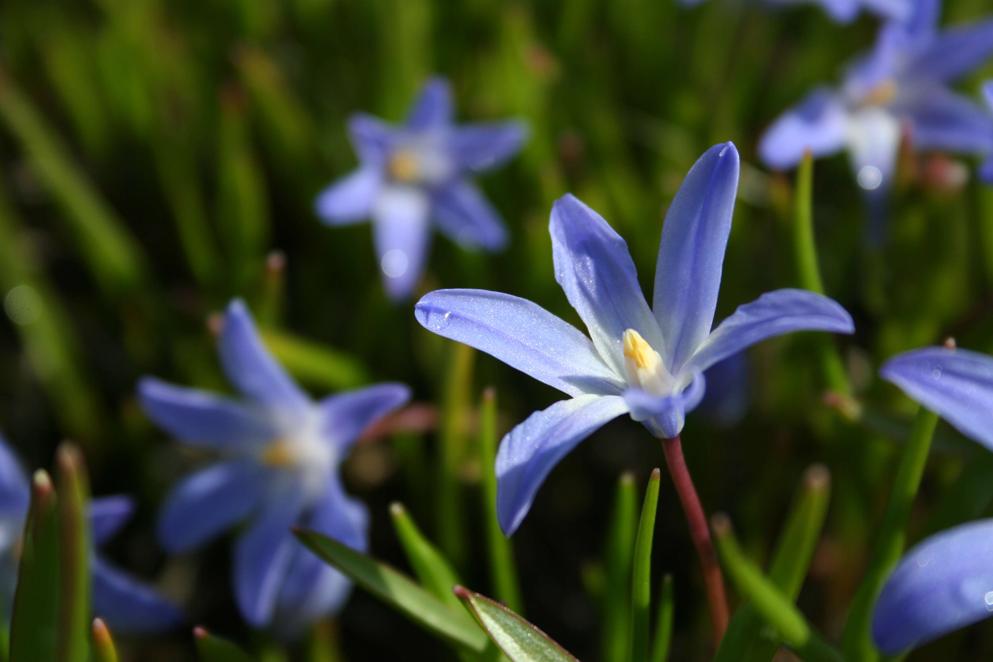 Image de Scilla luciliae (Boiss.) Speta