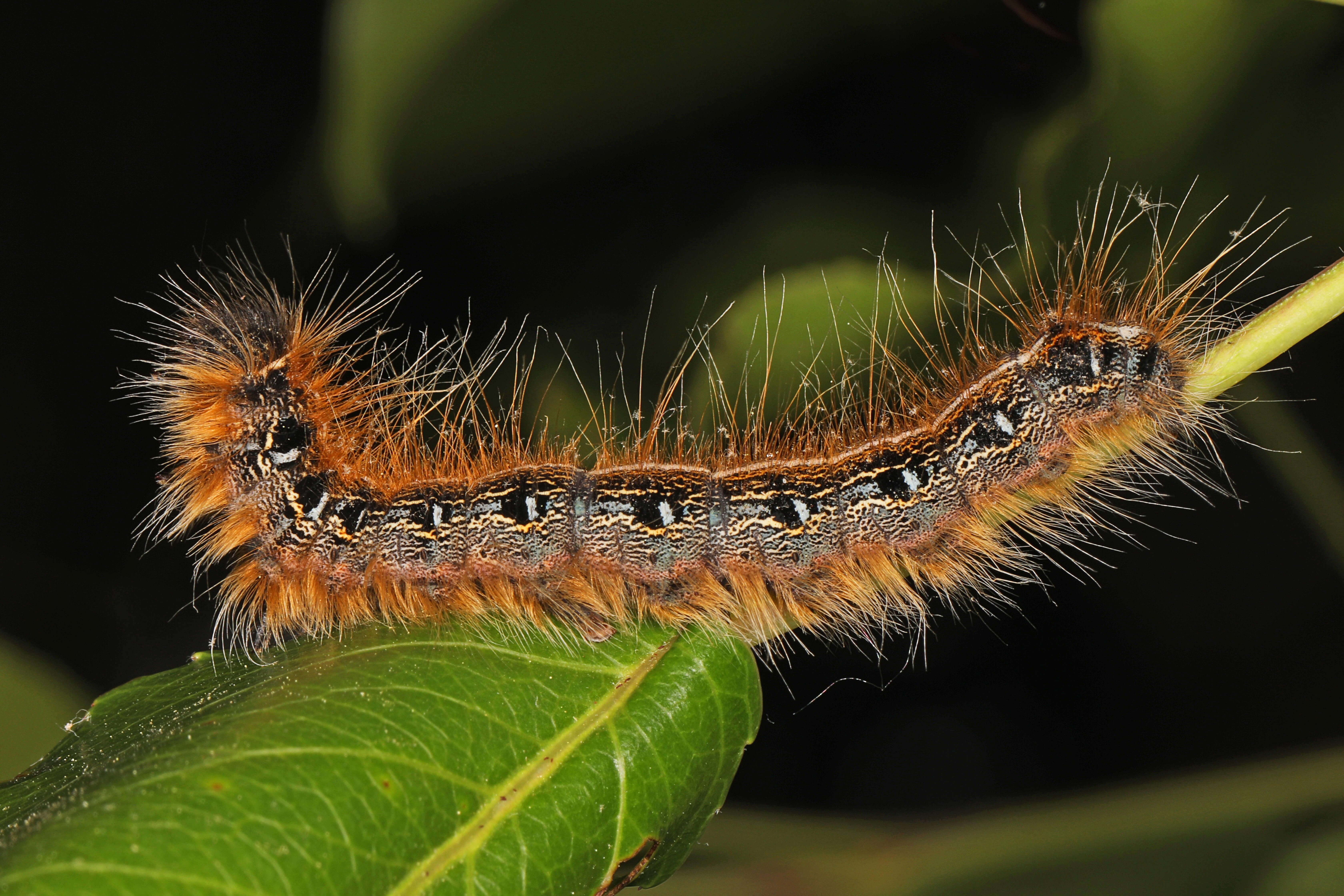 Image de Malacosoma americanum